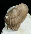 D Asaphus Plautini Trilobite - #6443-2